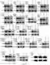 Fig. 16 - COMPOSITIONS AND METHODS FOR GENE EDITING