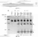 Fig. 17 - COMPOSITIONS AND METHODS FOR GENE EDITING