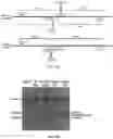 Fig. 19 - COMPOSITIONS AND METHODS FOR GENE EDITING