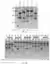 Fig. 20 - COMPOSITIONS AND METHODS FOR GENE EDITING