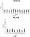 Fig. 21 - COMPOSITIONS AND METHODS FOR GENE EDITING