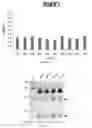 Fig. 22 - COMPOSITIONS AND METHODS FOR GENE EDITING