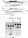Fig. 25 - COMPOSITIONS AND METHODS FOR GENE EDITING