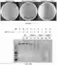 Fig. 37 - COMPOSITIONS AND METHODS FOR GENE EDITING