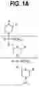 Fig. 02 - EXON SKIPPING COMPOSITIONS FOR TREATING MUSCULAR DYSTROPHY