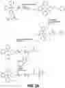 Fig. 06 - EXON SKIPPING COMPOSITIONS FOR TREATING MUSCULAR DYSTROPHY