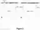 Fig. 04 - ANTISENSE POLYNUCLEOTIDES TO INDUCE EXON SKIPPING AND METHOD OF TREATING DYSTROPHIES