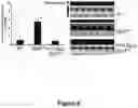 Fig. 07 - ANTISENSE POLYNUCLEOTIDES TO INDUCE EXON SKIPPING AND METHOD OF TREATING DYSTROPHIES