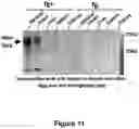 Fig. 12 - ANTISENSE POLYNUCLEOTIDES TO INDUCE EXON SKIPPING AND METHOD OF TREATING DYSTROPHIES