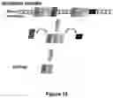 Fig. 16 - ANTISENSE POLYNUCLEOTIDES TO INDUCE EXON SKIPPING AND METHOD OF TREATING DYSTROPHIES