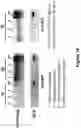 Fig. 17 - ANTISENSE POLYNUCLEOTIDES TO INDUCE EXON SKIPPING AND METHOD OF TREATING DYSTROPHIES