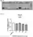 Fig. 09 - Compositions and methods for the treatment of hypercholesterolemia