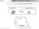 Fig. 03 - METHODS AND COMPOSITIONS FOR ENHANCING FUNCTIONAL MYELIN PRODUCTION