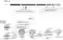 Fig. 05 - METHODS AND COMPOSITIONS FOR ENHANCING FUNCTIONAL MYELIN PRODUCTION