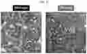 Fig. 11 - METHODS AND COMPOSITIONS FOR ENHANCING FUNCTIONAL MYELIN PRODUCTION