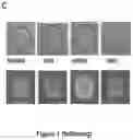 Fig. 03 - Optimized vector for delivery in microbial populations