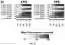 Fig. 43 - Systems and Methods for Identifying and Expressing Gene Clusters