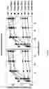 Fig. 44 - Systems and Methods for Identifying and Expressing Gene Clusters