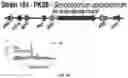 Fig. 65 - Systems and Methods for Identifying and Expressing Gene Clusters