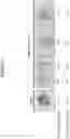 Fig. 04 - Optimized tissue-preferred promoter and uses thereof