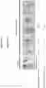 Fig. 06 - Optimized tissue-preferred promoter and uses thereof