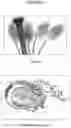 Fig. 08 - Optimized tissue-preferred promoter and uses thereof