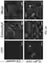 Fig. 02 - Enhanced lipid biosynthesis via engineered plastid lipases