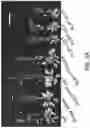 Fig. 09 - Enhanced lipid biosynthesis via engineered plastid lipases