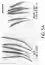Fig. 19 - Enhanced lipid biosynthesis via engineered plastid lipases