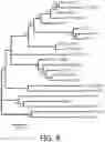 Fig. 27 - Enhanced lipid biosynthesis via engineered plastid lipases