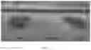 Fig. 03 - Oxyfluorfen resistant rice lines