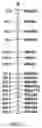 Fig. 08 - Oxyfluorfen resistant rice lines