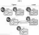 Fig. 03 - Restorer factor for the cytoplasmic male sterility system in pepper