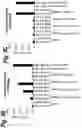 Fig. 05 - T cell receptors that bind to NY-ESO-1 and methods of use thereof