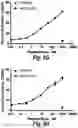 Fig. 17 - T cell receptors that bind to NY-ESO-1 and methods of use thereof