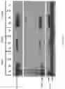 Fig. 07 - VIRAL VECTORS FOR NUCLEAR REPROGRAMMING