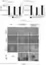 Fig. 11 - VIRAL VECTORS FOR NUCLEAR REPROGRAMMING