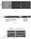Fig. 12 - VIRAL VECTORS FOR NUCLEAR REPROGRAMMING