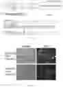 Fig. 17 - VIRAL VECTORS FOR NUCLEAR REPROGRAMMING