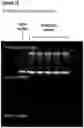Fig. 14 - Genetic construct