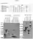 Fig. 05 - Catecholamine enzyme fusions