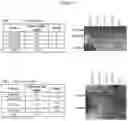 Fig. 17 - Catecholamine enzyme fusions