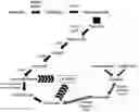 Fig. 01 - Methods and microorganisms for making 1,4-butanediol and derivatives thereof from C1 carbons