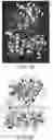 Fig. 17 - Enzymes and applications thereof