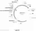 Fig. 02 - CELL EXPRESSION SYSTEM
