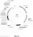 Fig. 03 - CELL EXPRESSION SYSTEM