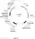 Fig. 05 - CELL EXPRESSION SYSTEM