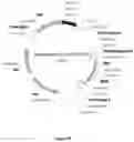Fig. 07 - CELL EXPRESSION SYSTEM