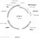 Fig. 09 - CELL EXPRESSION SYSTEM