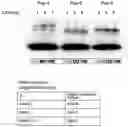 Fig. 01 - METHOD FOR SYNTHESIZING PEPTIDES IN CELL-FREE TRANSLATION SYSTEM